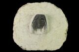 Spiny Leonaspis Trilobite - Morocco #137928-1